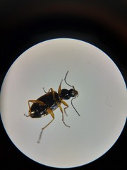 Agonum