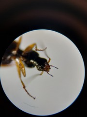 Agonum