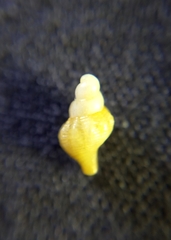 Buccinoidea