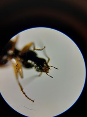 Agonum
