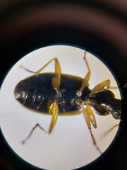 Agonum