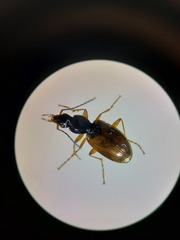 Agonum