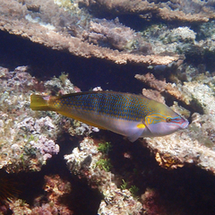 Anampses elegans