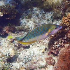 Anampses elegans