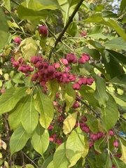 Euonymus