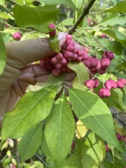 Euonymus