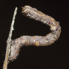 Pseudocoremia rudisata ampla