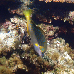 Anampses elegans