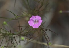 Agalinis setacea