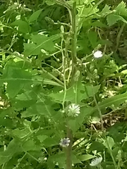 Lactuca floridana