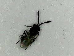 Scelionidae