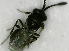 Scelionidae