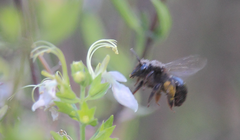 Alloscirtetica chilena