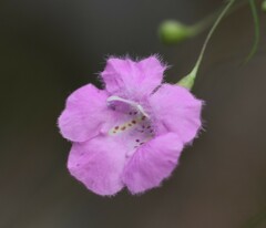 Agalinis setacea
