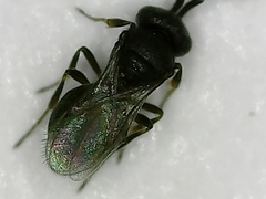 Scelionidae