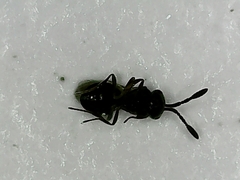 Scelionidae