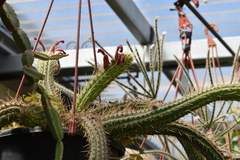 Cleistocactus winteri