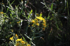 Senecio pterophorus