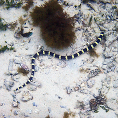 Leiuranus semicinctus