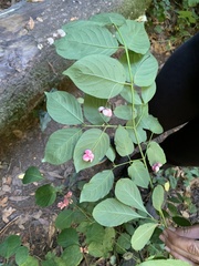 Euonymus occidentalis