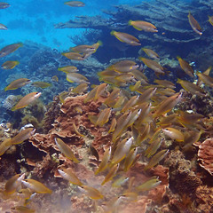 Anampses elegans