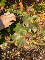 Quercus palustris