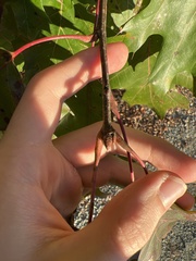Quercus palustris