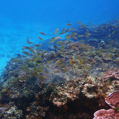 Anampses elegans