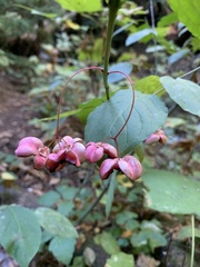 Euonymus occidentalis