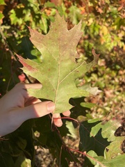 Quercus palustris