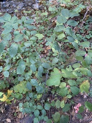 Euonymus occidentalis