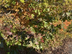Quercus palustris