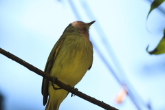 Myiopagis viridicata