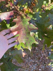 Quercus palustris