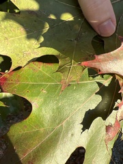 Quercus palustris