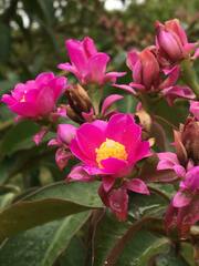Pereskia grandifolia