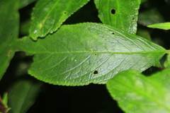 Kohleria inaequalis