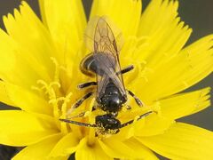 Lasioglossum marginatum