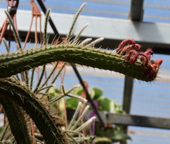 Cleistocactus winteri