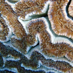 Fimbriaphyllia ancora