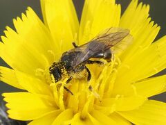 Lasioglossum marginatum
