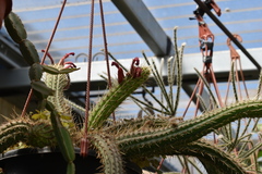 Cleistocactus winteri