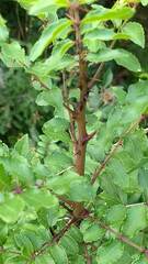 Zanthoxylum hirsutum