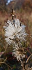 Liatris cylindracea