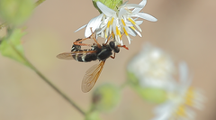 Mitrodetus dentitarsis