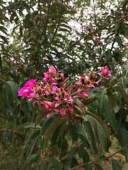 Pereskia grandifolia