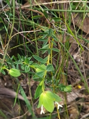Pimelea linifolia