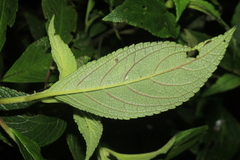 Kohleria inaequalis