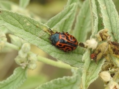 Calligrapha serpentina