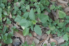 Malvastrum coromandelianum